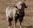 На Ставрополье зарегистрирована новая порода овцы — джалгинский меринос