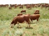 Пенза: животноводство станет приоритетом господдержки