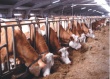 Украина погасит задолженности перед владельцами коров