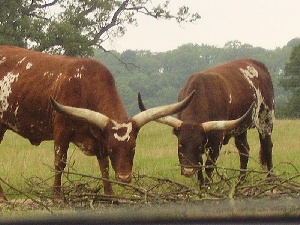 Южноафриканское мясо скоро может оказаться на российских прилавках