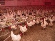 В Губкинском построят птицефабрику и завод глубокой переработки продукции