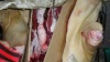В Красноярске задержана партия "опасного" мяса