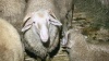 Правительство РФ выделит 670 млн руб на развитие овцеводства