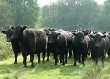 Минсельхоз отобрал 28 региональных программ по развитию мясного скотоводства