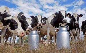 На Алтае животноводы добились рекордных надоев