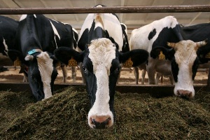 Чехи планируют построить в Свердловской области животноводческий комплекс