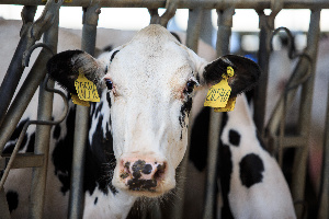 В Курской области за пять месяцев произведено 257 тыс. т скота и птицы на убой