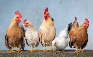 НСП: цены на продукцию птицеводства начнут снижаться в апреле