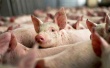 Дания столкнулась с проблемой экспорта свиней