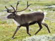 На севере Якутии снижается количество оленей