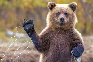 В июне москвичи смогут купить медвежатину, оленину и другое мясо В июне москвичи смогут купить медвежатину, оленину и другое мясо