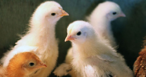 Цифровая трансформация птицеводства в Ленинградской области начнется с птицефабрики «Роскар»
