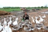 Выпускник Новгородского сельхозинститута добился крупных успехов в птицеводстве