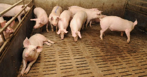 Фатежский свинокомплекс в Курской области продают за 1,5 млрд рублей