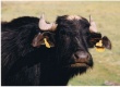 Африканские буйволы, попав в Омскую область, стали обрастать шерстью и потомством