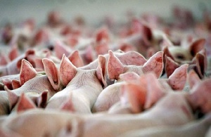 В Беларуси в 2015 г. начнется строительство 7 новых крупных свинокомплексов
