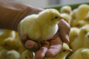  В Германии научились определять пол цыплят по зародышам в яйцах