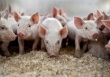 Оптовые цены на свинину в России — на историческом максимуме: килограмм мяса стоит около 150 руб.