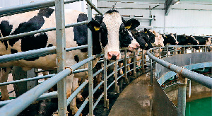 Отечественная «карусель» коровам удобнее