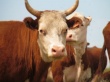 В Западном Казахстане увеличилось поголовье племенного скота