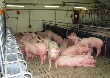 Партия ремонтных свинок из Германии «расквартирована» в хуторе Церковный Белгородского района