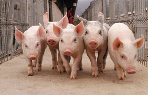 В Орловской области развернута большая работа по предотвращению распространения африканской чумы свиней