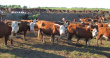 В Пермском крае разводят скот герефордской и абердин-ангусской пород