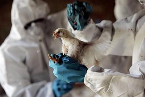 Во Франции расширена зона карантина из-за птичьего гриппа