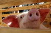 Совладелец «Разгуляя» планирует построить в Башкирии пять свинокомплексов