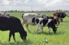 В Туве хотят увеличить поголовье племенного скота