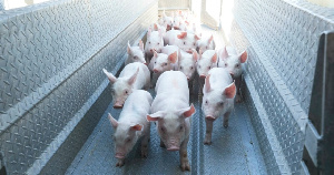 Потери свиноводов США от пандемии COVID-19 оцениваются в $5 млрд