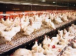 Калининград первым из российских регионов начнет поставлять сельхозпродукцию в Европу