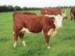 Коров породы герефорд из Австралии начали разводить в ВКО