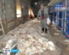 В Калужской области от голода погибли 300 тысяч кур-несушек