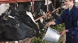 Животноводы Хакасии показывают хорошие результаты