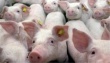 Жителей Приморья обеспечат свининой на 100%  всего за четыре года