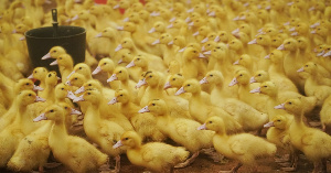 «Улыбино» запустило птицефабрику под Новосибирском