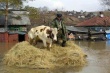 В Казахстане из зон затопления вывозят домашний скот