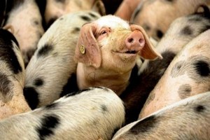 За девять месяцев белорусские поставщики более чем в шесть раз увеличили объемы экспорта свинины в Россию За девять месяцев белорусские поставщики более чем в шесть раз увеличили объемы экспорта свинины в Россию