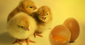 В Челябинской области испытывают отечественный кросс мясных бройлеров