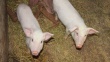 Жители Дмитриевского района за изъятых свиней получат компенсацию