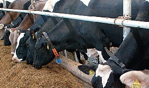 Липецкая и Московская области лидируют в развитии фермерства