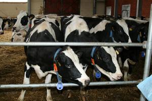Модернизированная ферма на 200 коров открыта в Холмогорском районе Архангельской области