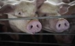 Животные на свиноферме в Воронежской области содержались с нарушением ветеринарного законодательства 