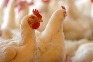 Псковичи «не узнают» в магазинах бройлеров от тямшанской птицефабрики