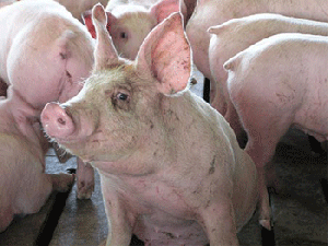 Запрет на поставки белорусской свинины в РФ продлен, но стороны надеются, что это ненадолго.