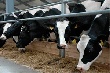 В Алтайском крае определили предприятия-лидеры по продуктивности коров