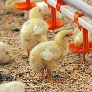 МУГИСО продает 49% птицефабрики «Рефтинская»