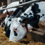 Вавиловский университет разработал приложение для мониторинга состояния здоровья крупного рогатого скота