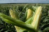 Самарские аграрии испытывают новые технологии